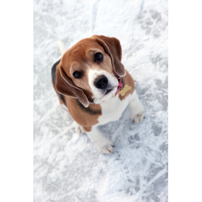 My Dog on Ice. by Mashabuba
