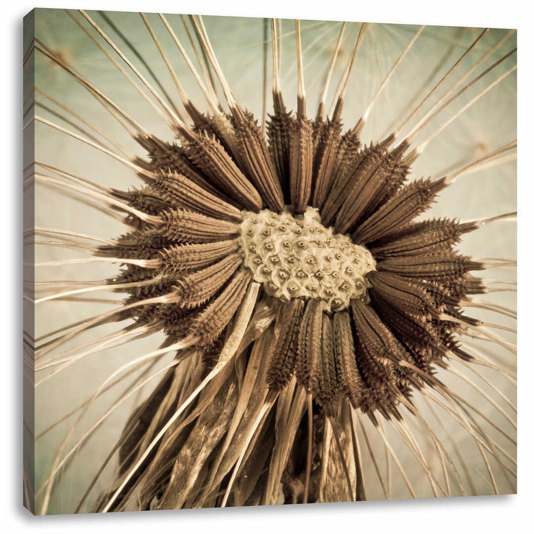 Leinwandbild Vertrocknete Pusteblume