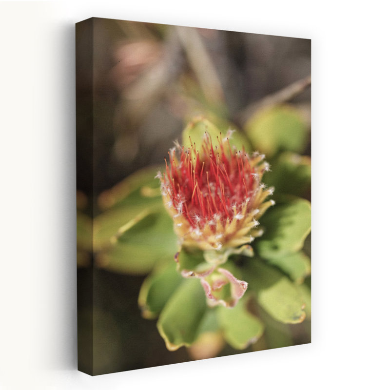 Contemporary Art Vibrant Contemporary Flower Nature Art by Shot By Clint - Wrapped Canvas Print, 91.44 cm H x 60.96 cm W
