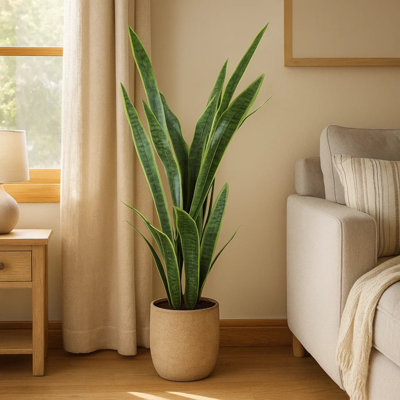 Snake Plant Drop-In