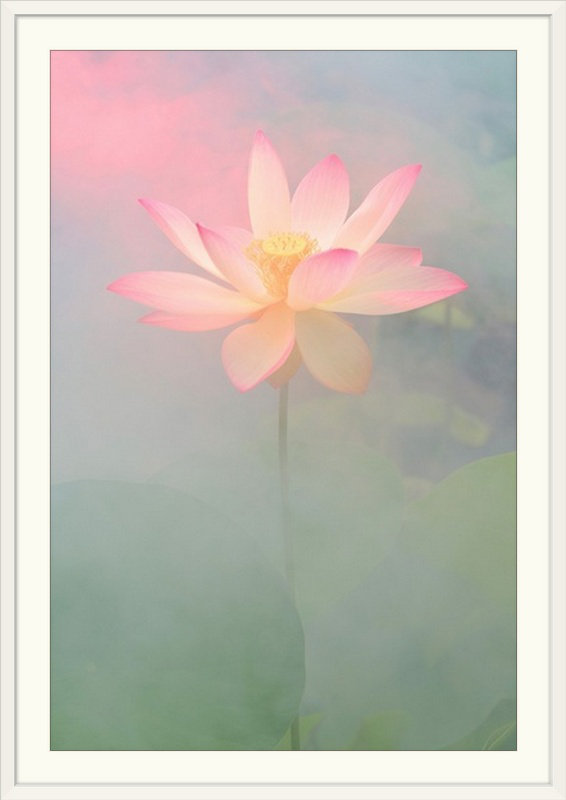 « rose passion », reproduction de photo Bahman Farzad, Cadre blanc, H 32 po x l 24 po x P 1 po