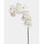 Green Phalaenopsis Orchid 33"-97239990-97239991