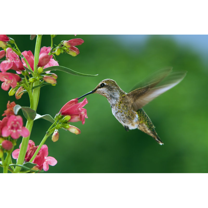 Colibri et fleurs par Freebilly - Photographie sur toile tendue, L 36 po x H 24 po