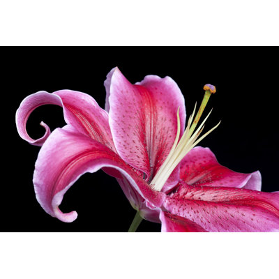 Magenta Stargazer Lily - Wrapped Canvas Print