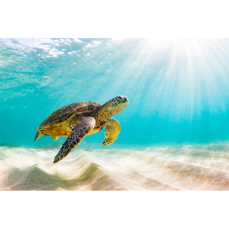Green Sea Turtle - Wrapped Canvas Print, 30cm H x 46cm W x 3.8cm D