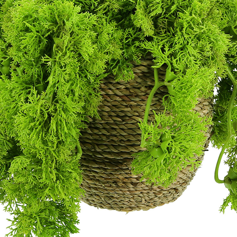 Norwood 9'' Artificial Moss Plant in Fiberstone Pot Primrue