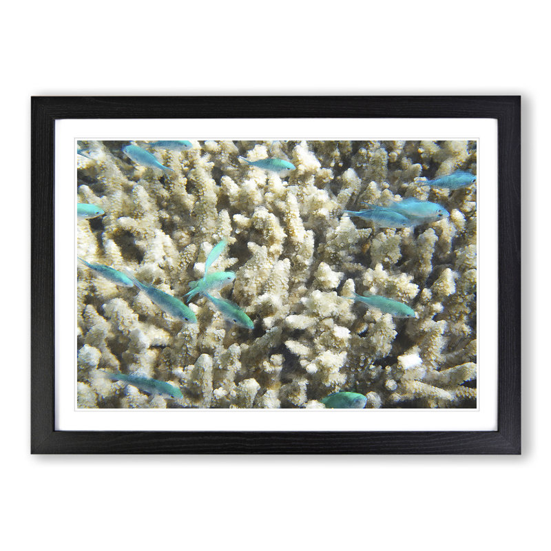 Coral Reef and Blue Fish - Picture Frame Graphic Art, 27cm H x 36cm W x 2cm D, Black Framed