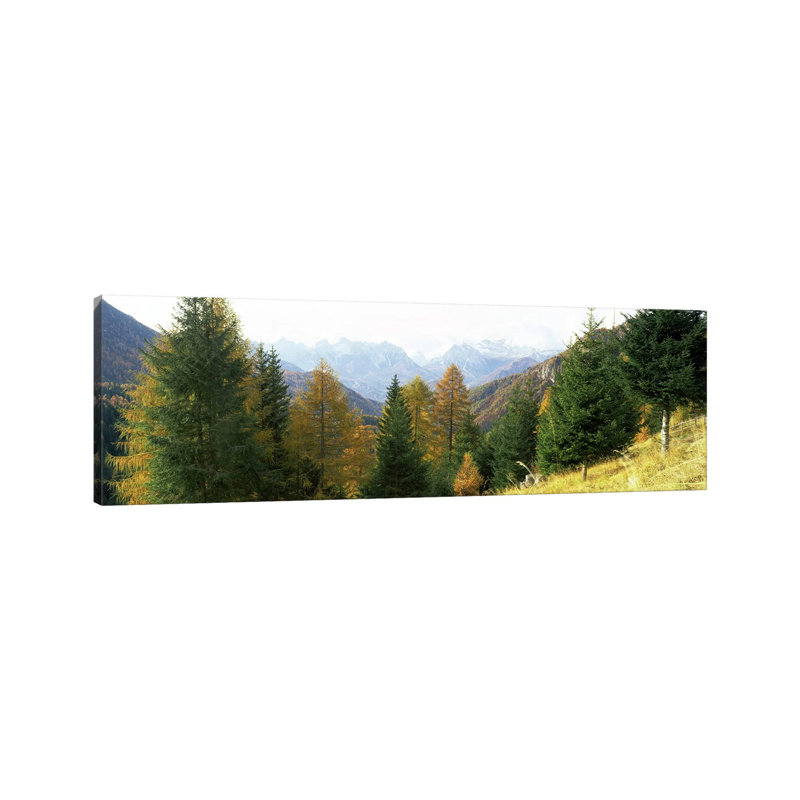 Larch Trees With A Mountain Range In The Background, Dolomites, Cadore, Province Of Belluno, Veneto, Italy - Wrapped Canvas Panoramic Print
