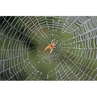Spider in a Dew Covered Web