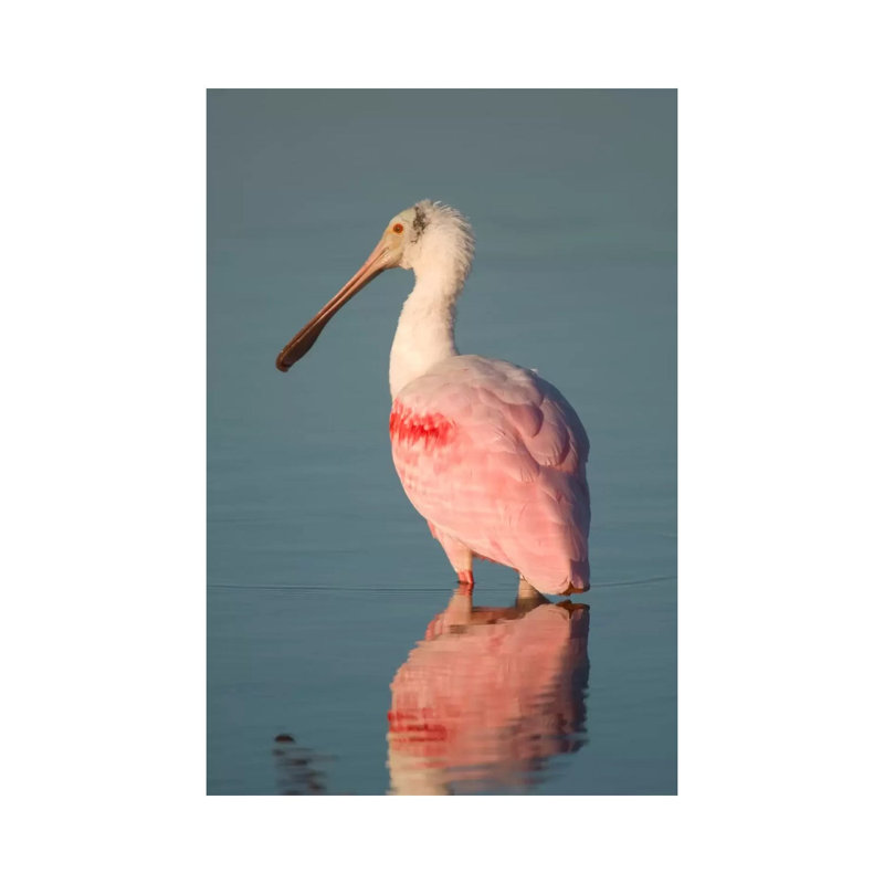 Roseate Spoonbill, Fort Myers Beach, Florida by Steve Gettle - Wrapped Canvas Print, 101.6 cm H x 66.04 cm W x 1.91 cm D