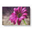 Purple Daisy - Wrapped Canvas-56629247