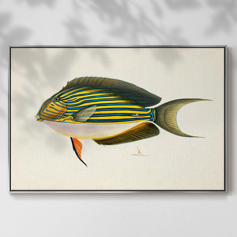 «Tropical Fish Collection I», reproduction sur toile, Encadrement argenté, H 27 po x l 41 po x P 2 po
