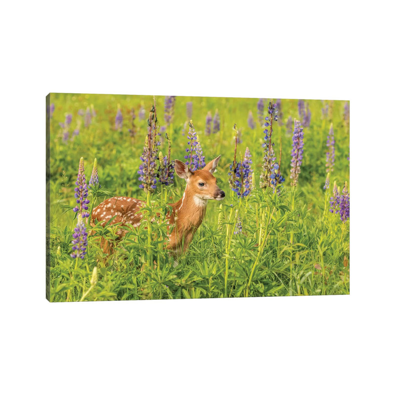 Pine County. Captive Fawn. by Jaynes Gallery - Wrapped Canvas Print, 152.5 cm H x 101.5 cm W
