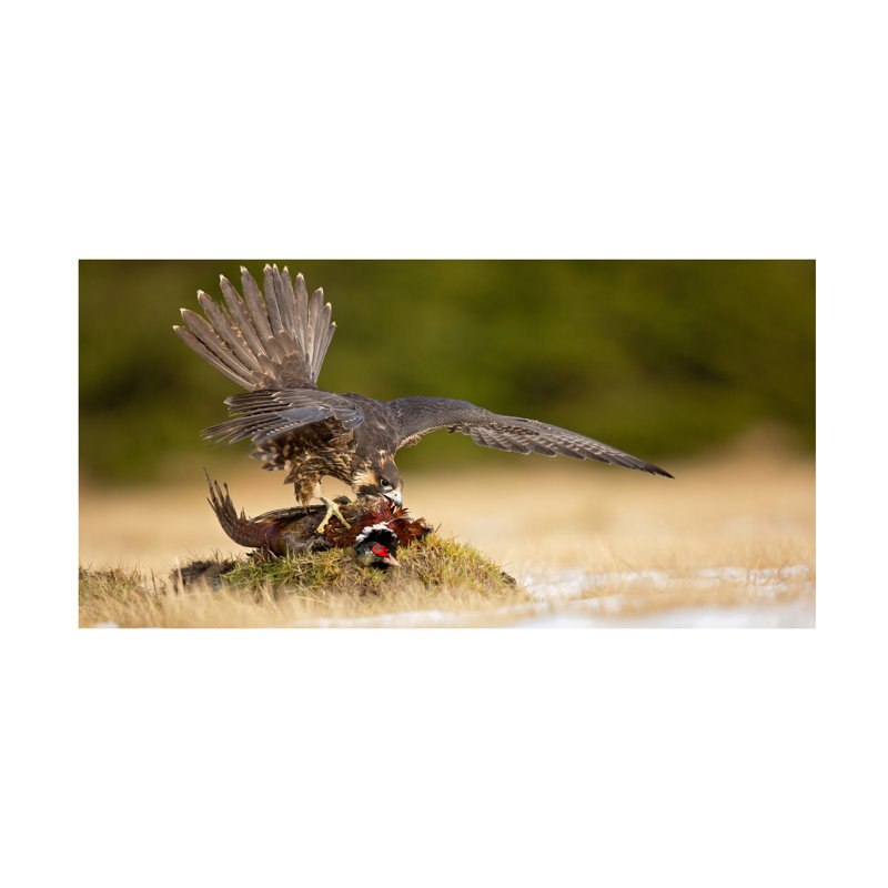 Milan Zygmunt  Peragrine Falcon Canvas Art, 10" H x 19" W