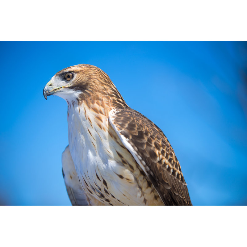 Red Tailed Hawk by Bdphoto, 12" H x 18" W