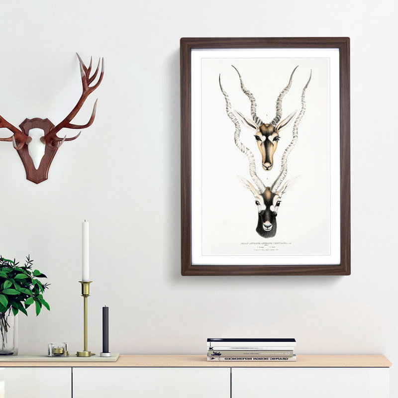 Indian Antelope by John Edward Gray - Framed Print, 36cm H x 27cm W x 2cm D, Walnut Framed