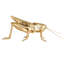 Waiel Resin Cricket Figurine 