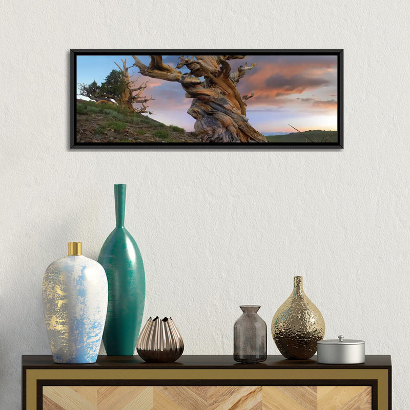 «Pin sylvestre, tronc torsadé d'un arbre antique, Sierra Nevada, Californie II», reproduction de photo sur toile