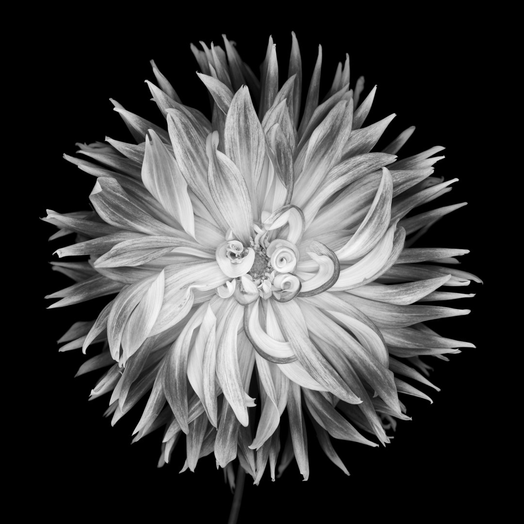 Monochrome Curly Petaled Dahlia von OG - Leinwand Kunstdrucke