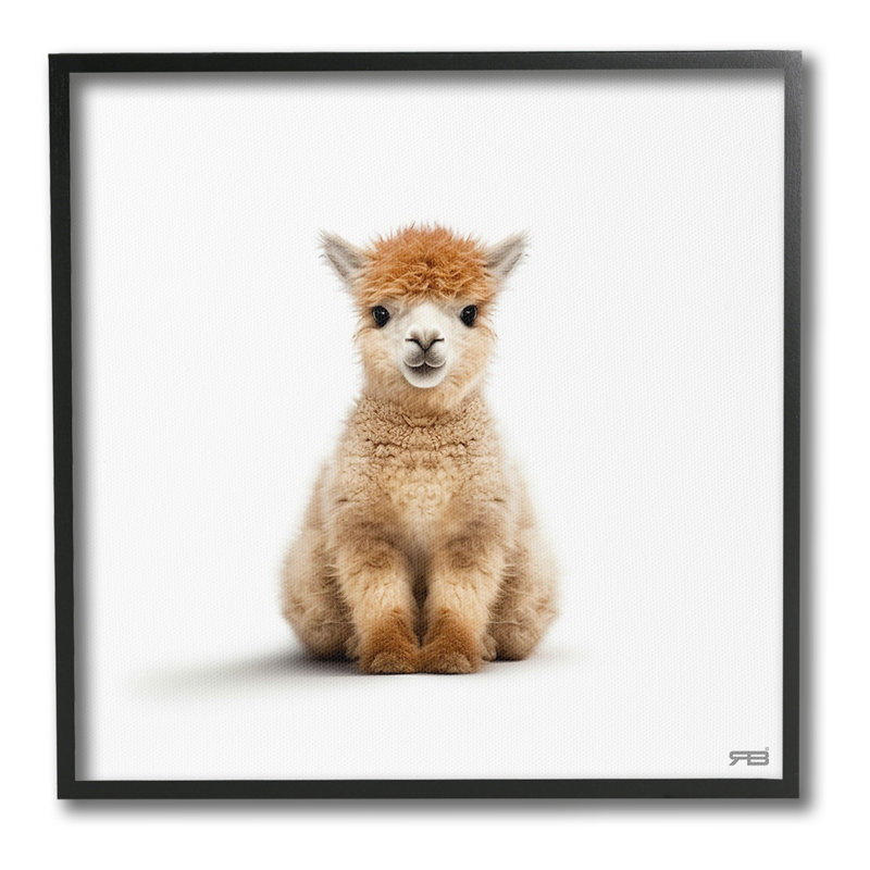 «Baby Alpaca Portrait», art de la giclée encadrée par RB, H 12 po x l 12 po, Giclée encadrée noir minuit