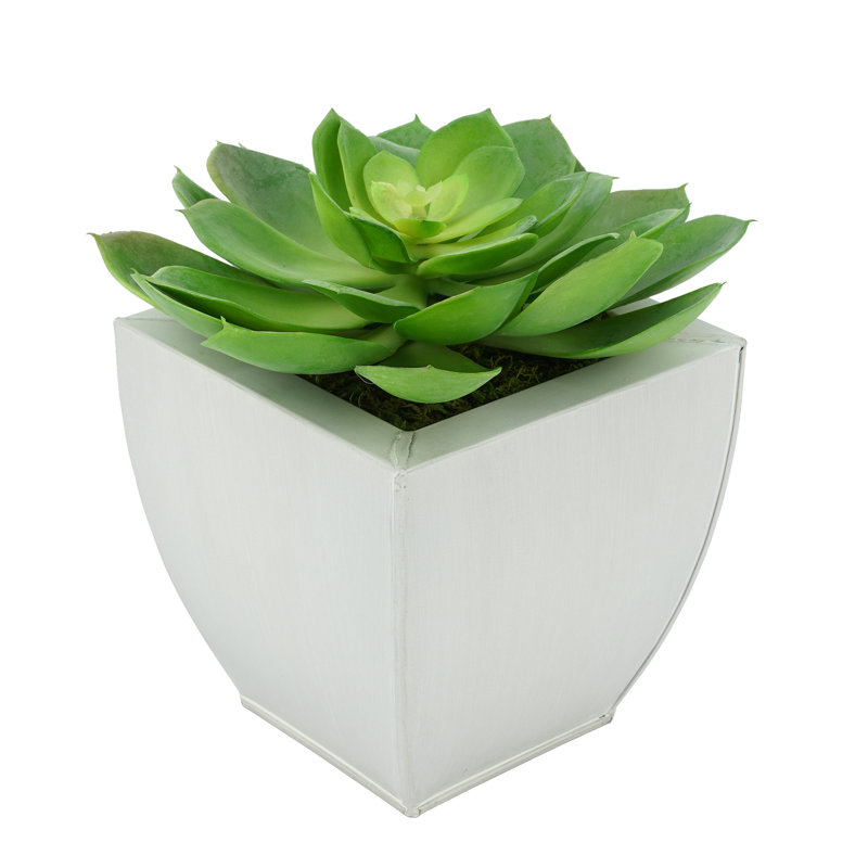 Succulent artificiel 2" en pot, Crème