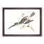 Hummingbird by Johan Teyler - Framed Print-55578800-55578803