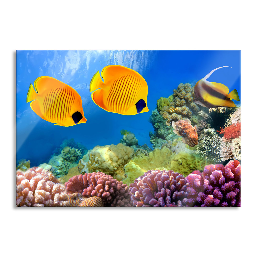 Glasbild Wandbild Auf Echtglas Fische Korallenriff Inkl. Aufhängung Und Abstandshalter LFs2563