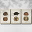 Tortues et coquillages antiques, ensemble de 3 toiles tendues de qualité supérieure-97759909-97759914