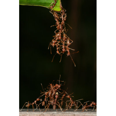 «Ant Gineering» par Nature247