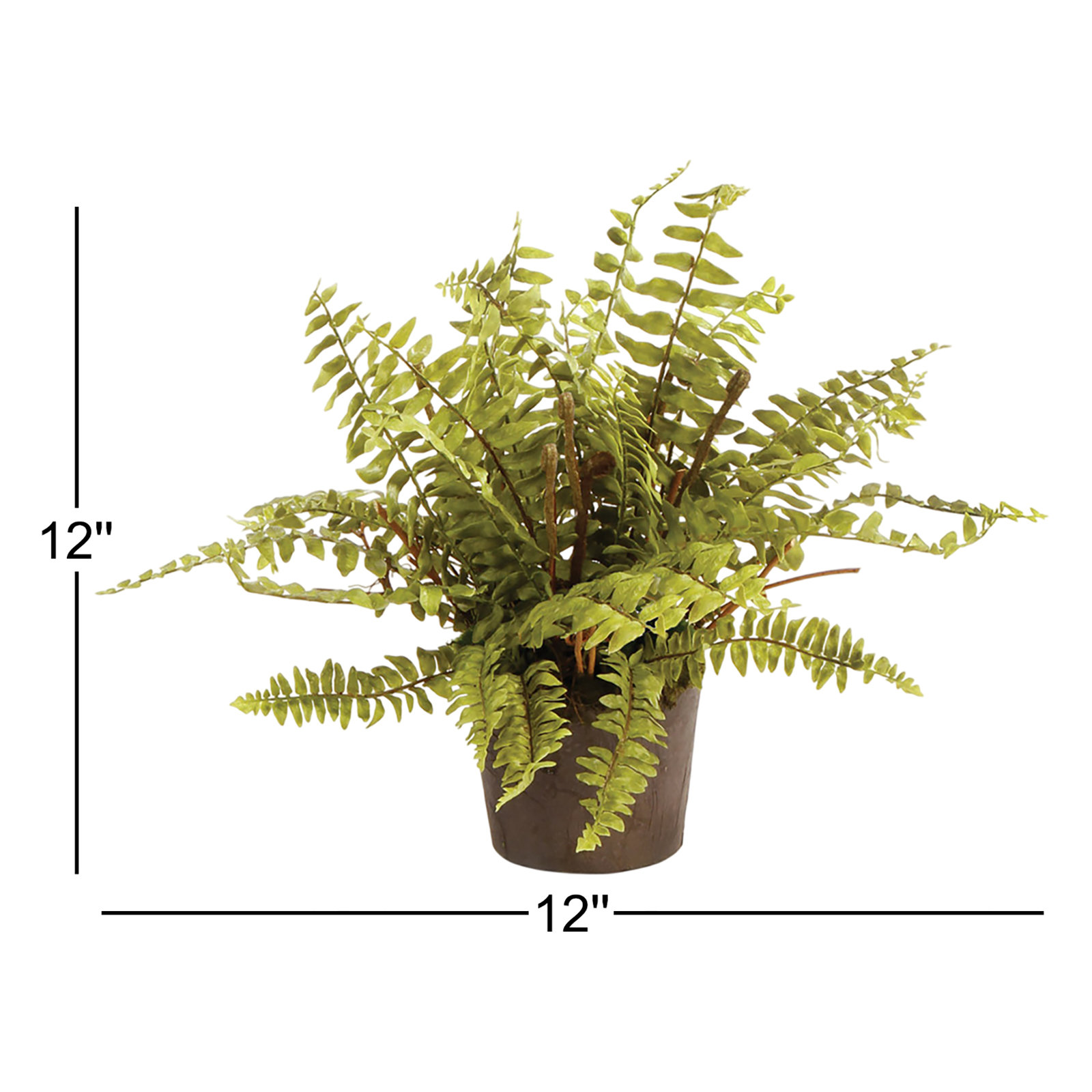 Fern Plant, 12" H x 12" W x 12" D