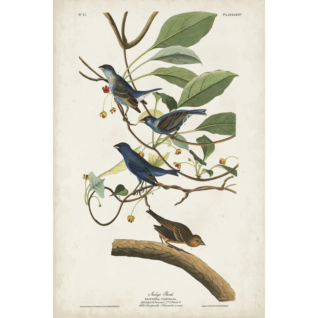 Leinwandbild Pl 74 Indigo Bird von John Audubon