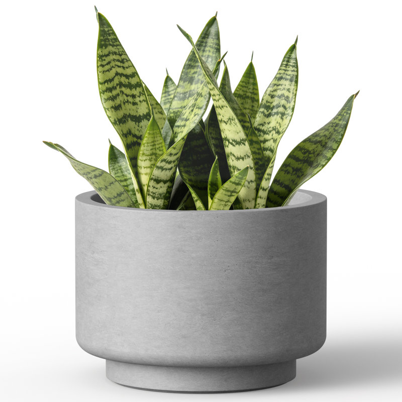 Grand pot / jardinière rond en béton gris moyen de 9,5 po x H 7 po avec trou de drainage pour l'intérieur et l'extérieur