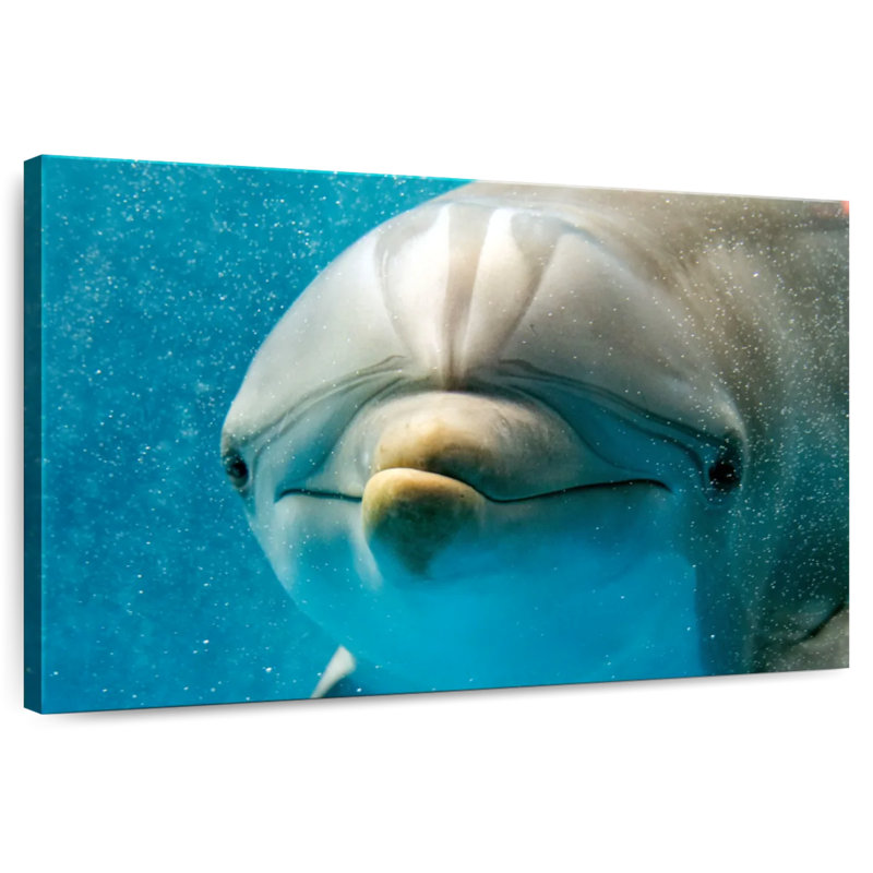 Brampt Nosy Dolphin, 26" H x 39" W
