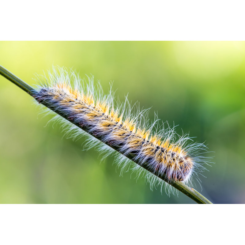 Processionary Moth by Charly_Morlock - Wrapped Canvas Print, 30cm H x 46cm W