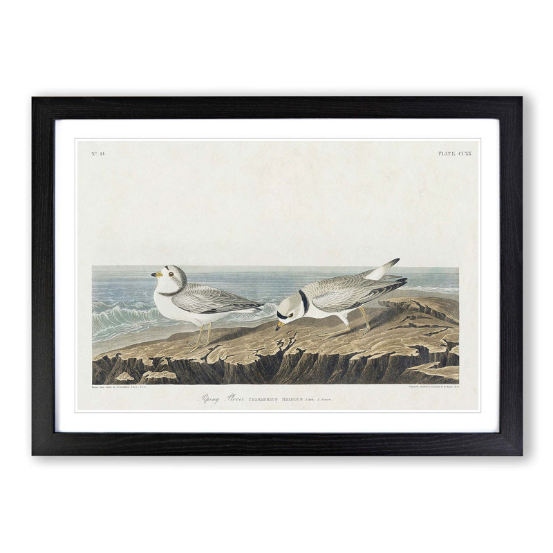 Piping Plover Birds by John Audubon - Picture Frame Painting Print, 27cm H x 36cm W x 2cm D, Black Framed