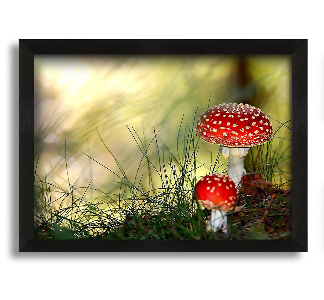 Gerahmtes Leinwandbild Fly Agaric Mushrooms