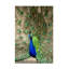«Modern and Contemporary Peacock Show Front 2» sur toile-90733706