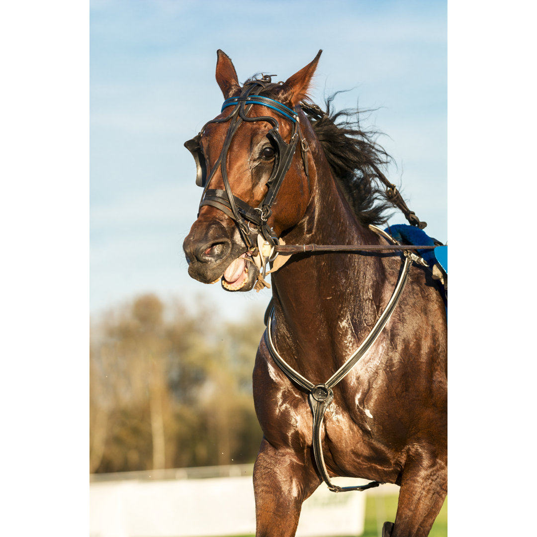 Close-up Of Horse On Harness Racing von Zoran Kolundzija - Drucken