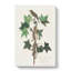 Traills Flycatcher Bird by John Audubon - Wrapped Canvas-55361278