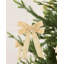 15 cm Polystyrene Shatterproof Bow-1871121531