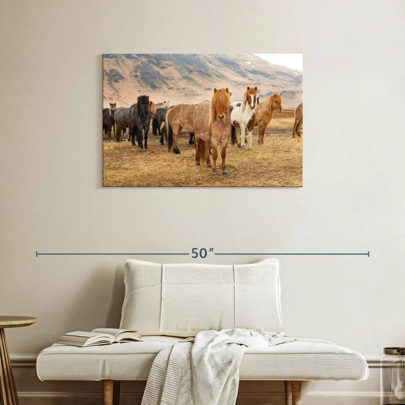 Brampt, chevaux islandais dans la campagne III