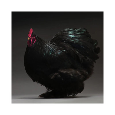" Cochin Bantam "