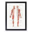 Human Anatomy in French - Picture Frame Painting Print-55763653-55763654