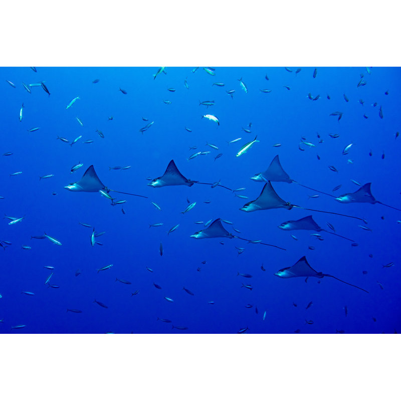 «Eagle Ray Manta» par Gosiamakowska - photographie sur toile tendue, L 48 po x H 32 po