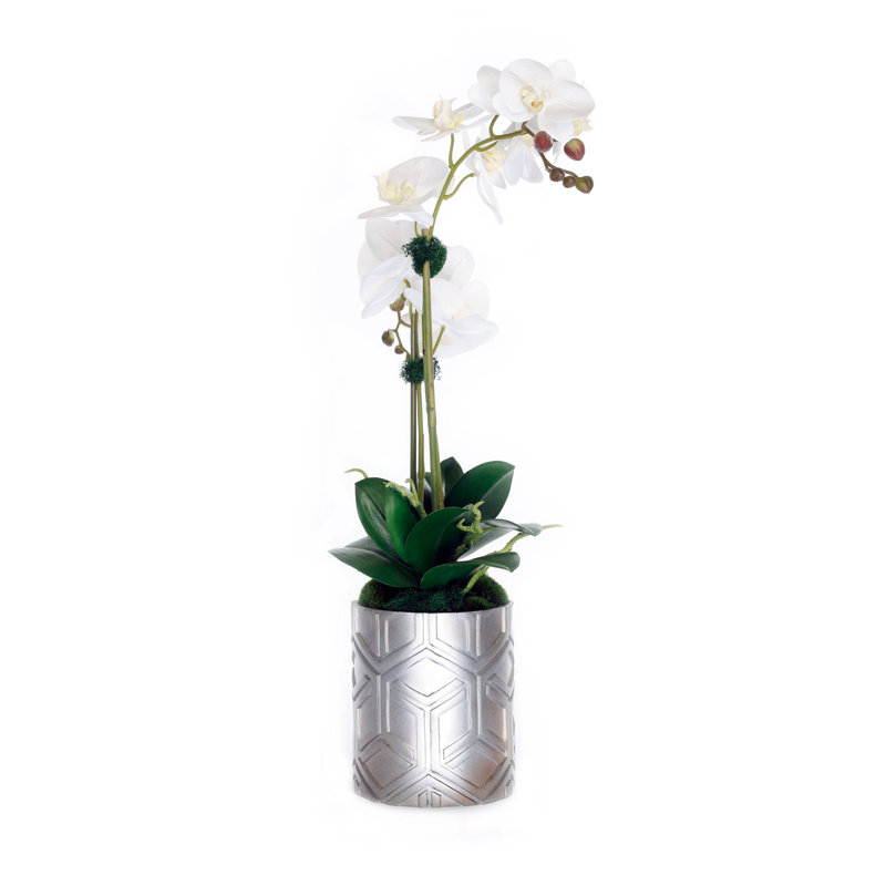 White Phalaenopsis Orchid with Moss in Silver Pot