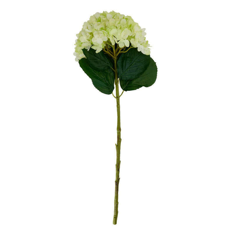 Anastasija Arrangement