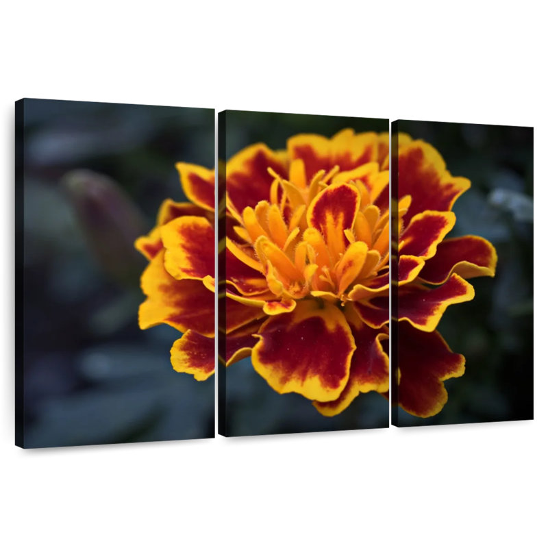 Harnek Red Marigold Flower, 36" H x 57" W