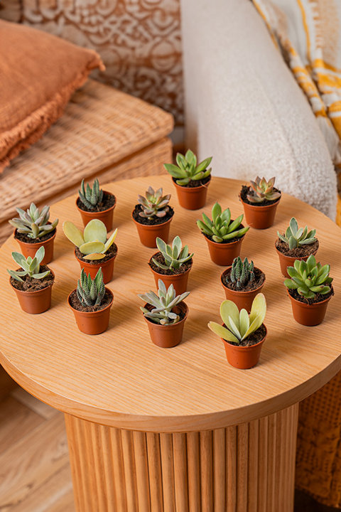 Desert Escape Succulents Collection