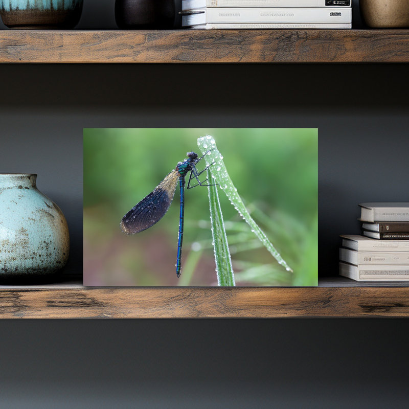 Morning Dew Damselfly Delicate Dragonfly Nature Wildlife Wall Art Print 1 Piece Wrapped Canvas Wall Art