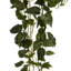 Philodendron plante en panier-1358739946